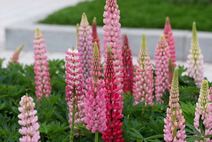 루피너스 - lupine, Lupinus spp