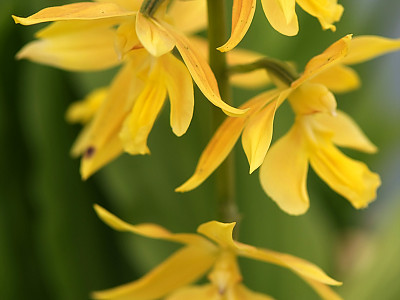 금새우난초 사진 - Calanthe discolor for. sieboldii (Decne.) Ohwi Photos