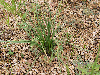 한라부추 사진 - Allium taquetii H.Lev. & Vaniot var. taquetii Photos