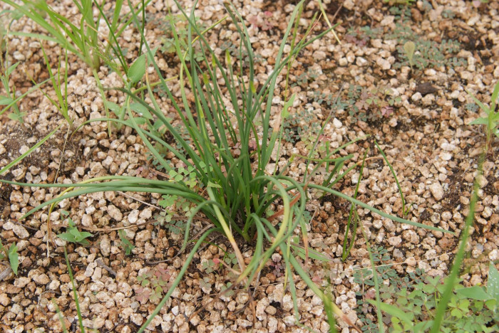 한라부추 - Allium taquetii H.Lev. & Vaniot var. taquetii
