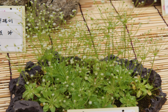 애기봄맞이 - Androsace filiformis Retz.