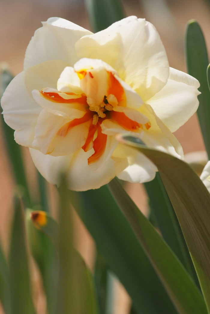 수선화 - daffodil, Narcissus tazetta var. chinensis