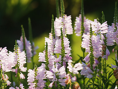 꽃범의꼬리 사진 - Physostegia virginiana Photos