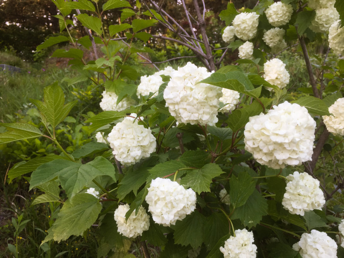 나무수국 - 스노우볼, Hydrangea paniculata Siebold for. paniculata