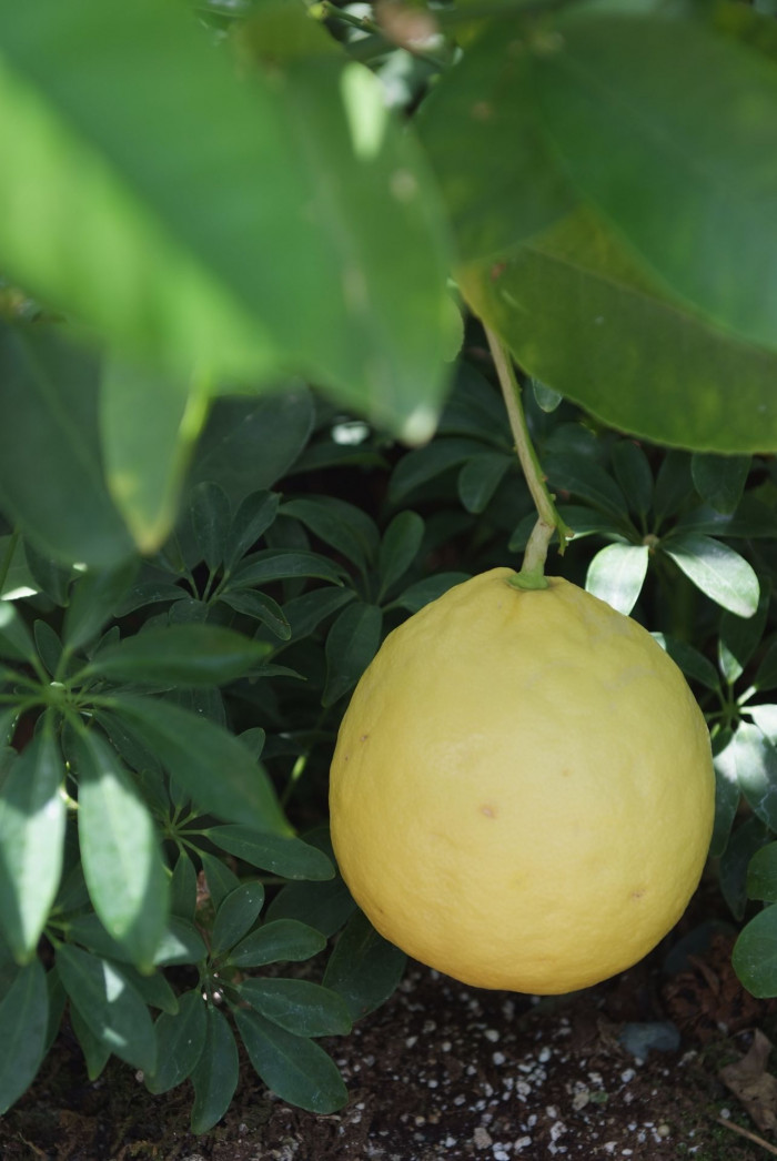 당귤나무 - Sweet orange, Citrus sinensis (L.) Osbeck