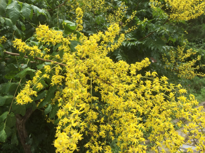 모감주나무 - Koelreuteria paniculata Laxmann
