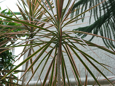 드라세나 콘시나 사진 - Dracaena concinna Photos