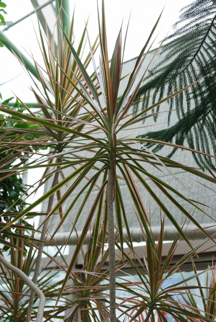 드라세나 콘시나 - Dracaena concinna