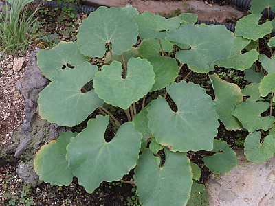 깽깽이풀 사진 - Jeffersonia dubia Photos