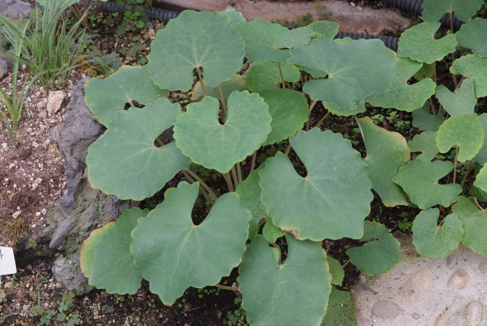 깽깽이풀 - Jeffersonia dubia