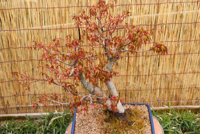 단풍나무 - Acer palmatum Thunb. ex Murray, Acer palmatum Thunb. ex Murray