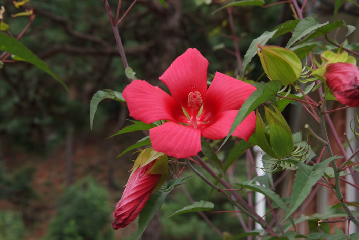 해변아욱 - Seashore mallow, Kosteletzkya virginica