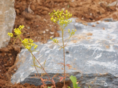 돌마타리 사진 - Patrinia rupestris (Pall.) Juss. Photos
