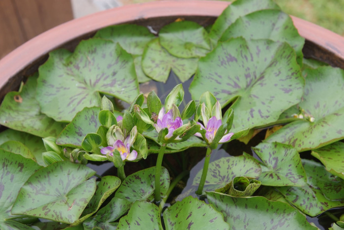 수련 - Nymphaea tetragona var. angusta