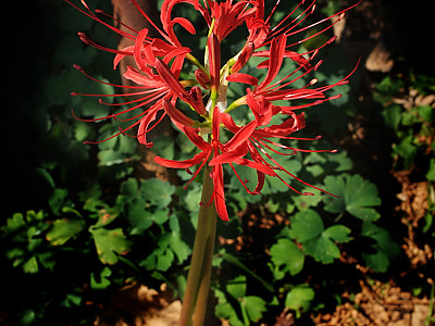 석산 사진 - Lycoris radiata Photos