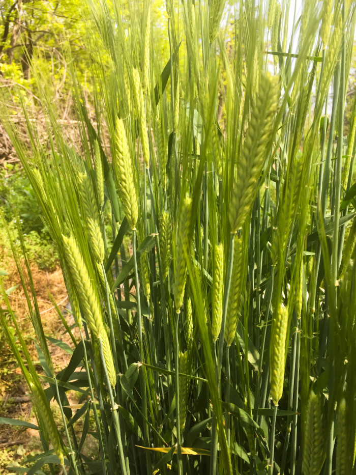 보리 - Hordeum vulgare var. hexastichon (L.) Asch.