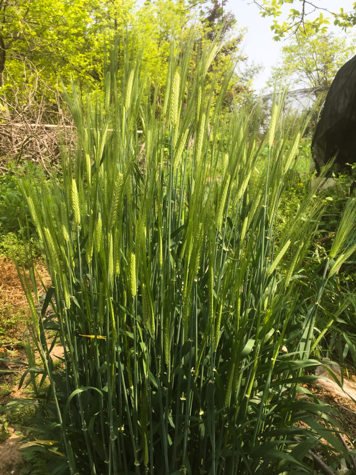 보리 - Hordeum vulgare var. hexastichon (L.) Asch.