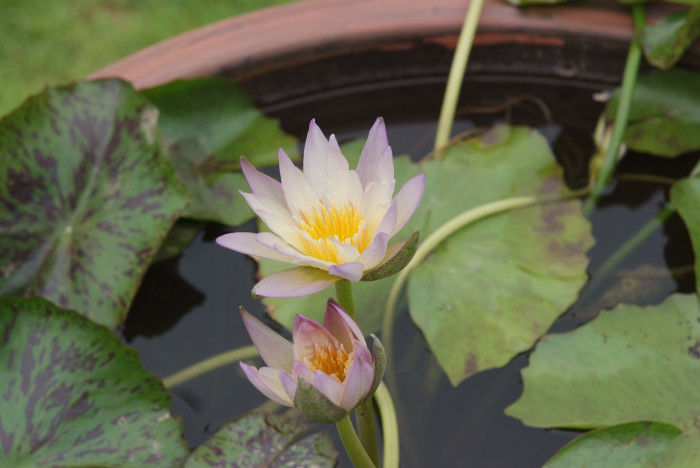 수련 - Nymphaea tetragona var. angusta