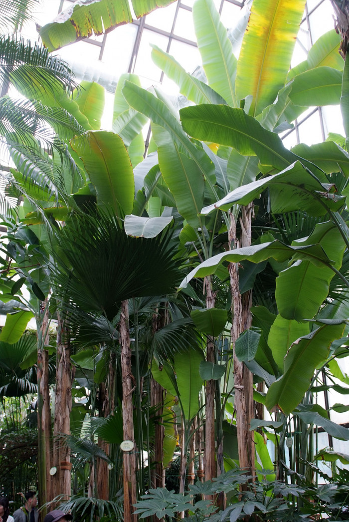 바나나나무 - Banana, Musa paradisiaca L.
