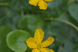 노랑어리연꽃 - Nymphoides peltata (J.G.Gmelin) Kuntze
