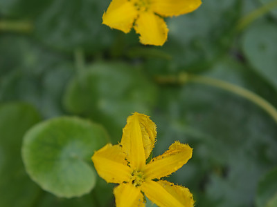 노랑어리연꽃 사진 - Nymphoides peltata (J.G.Gmelin) Kuntze Photos
