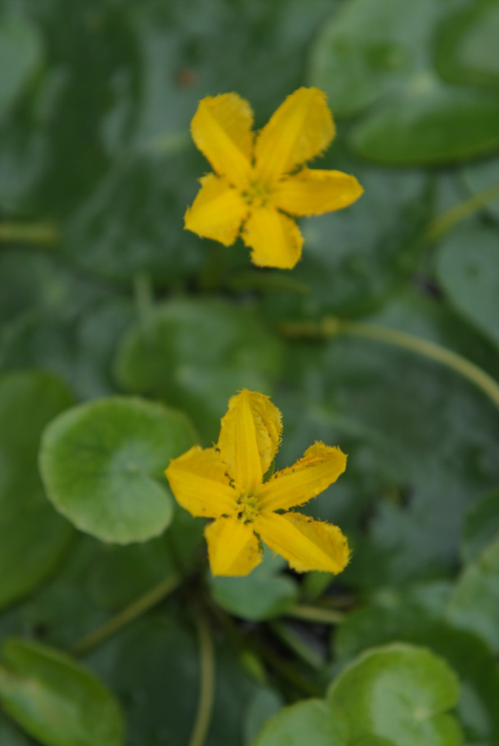 노랑어리연꽃 - Nymphoides peltata (J.G.Gmelin) Kuntze
