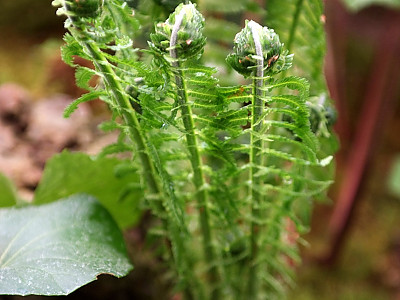 꿩고비 사진 - Osmunda cinnamomea var. fokiensis Copel. Photos