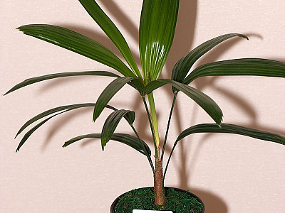 관음죽 사진 - Rhapis excelsa Photos