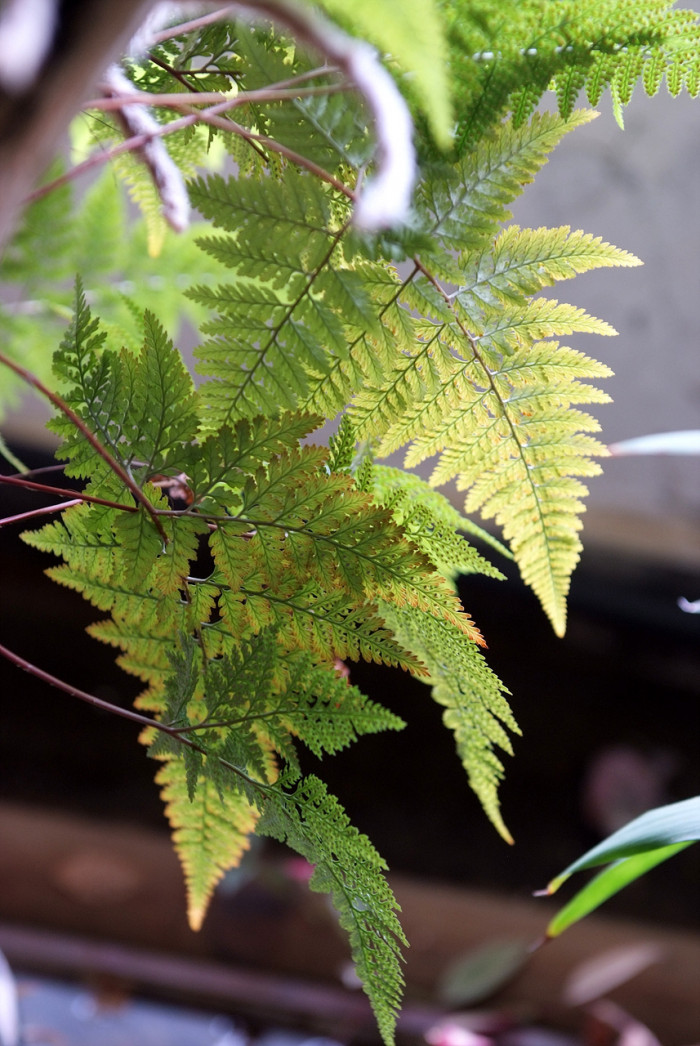 넉줄고사리 - Davallia mariesii T.Moore ex Baker