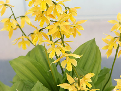 금새우난초 사진 - Calanthe discolor for. sieboldii (Decne.) Ohwi Photos