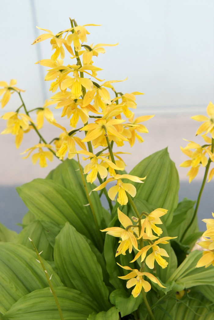 금새우난초 - Calanthe discolor for. sieboldii (Decne.) Ohwi