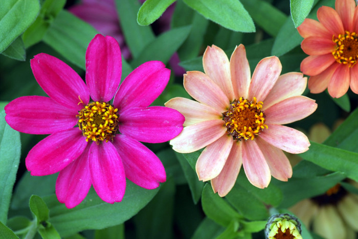백일홍 - Zinnia, Zinnia elegans