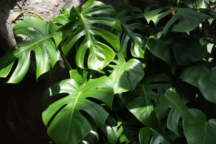몬스테라 - Monstera deliciosa Liebm., Philodendron cordatum