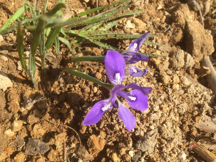 각시붓꽃 - Iris rossii Baker var. rossii
