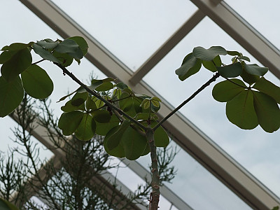 슈도봄백스 엘립티컴 사진 - Pseudobombax ellipticum Photos
