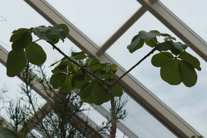 슈도봄백스 엘립티컴 - Bombax ellipticum, Shaving Brush, Shaving Brush Tree, Pseudobombax ellipticum
