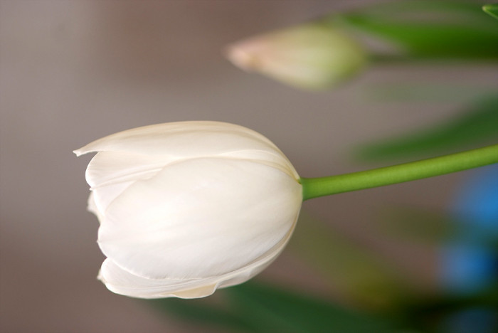튤립 - Tulip, Tulipa gesneriana