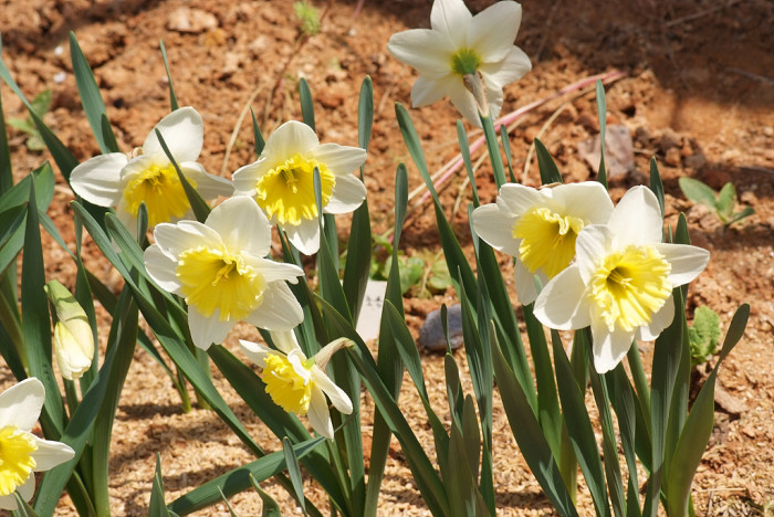 수선화 - daffodil, Narcissus tazetta var. chinensis