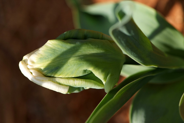 튤립 - Tulip, Tulipa gesneriana