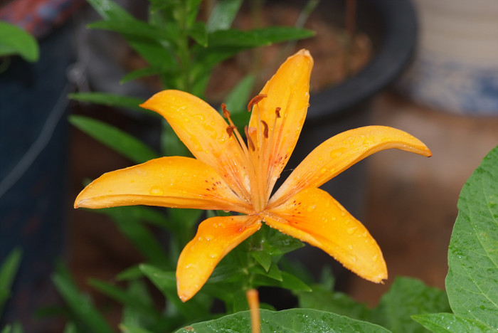 백합 - Lily, Lilium longiflorum Thunb.