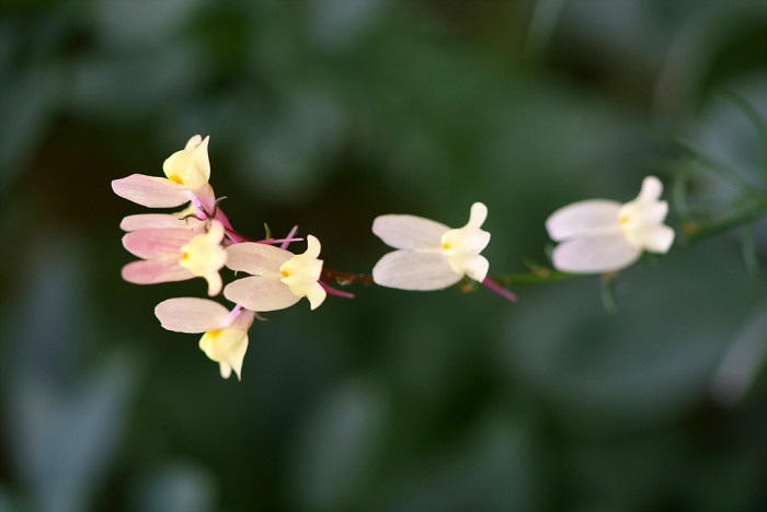리나리아 - Clovenlip Toadflax, Linaria bipartita