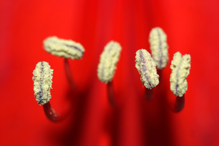 아마릴리스 - amaryllis, Hippeastrum puniceum (Lam.) Voss