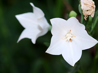 백도라지 사진 - Platycodon grandiflorum for. albiflorum (Honda) H.Hara Photos