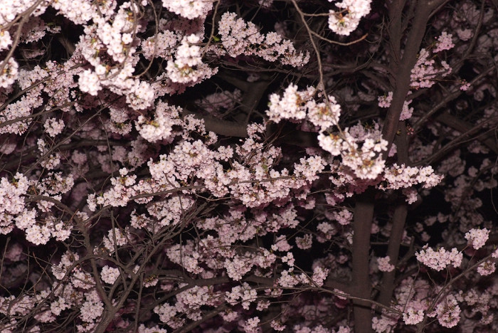벚나무 - Prunus serrulata var. spontanea (Maxim.) E.H.Wilson