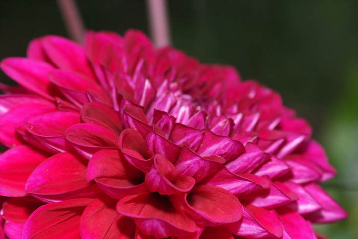 다알리아 - YELLOw BAIRD, Dahlia pinnata Cav.