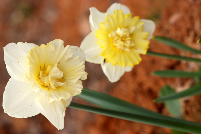 수선화 - daffodil, Narcissus tazetta var. chinensis