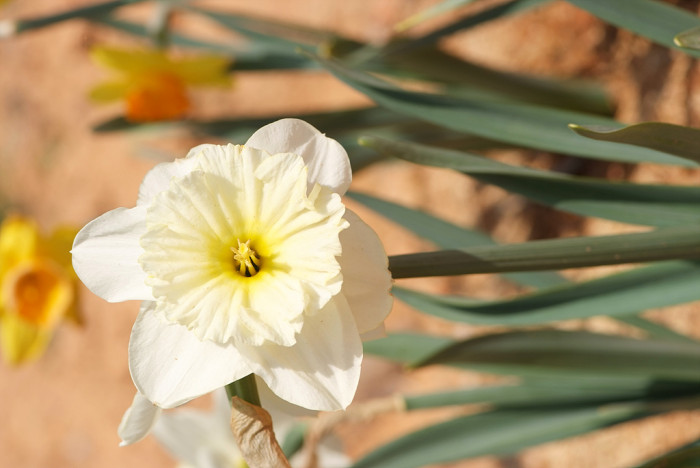 수선화 - daffodil, Narcissus tazetta var. chinensis