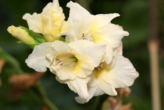 글라디올러스 - Gladiolus gandavensis Van Houtte