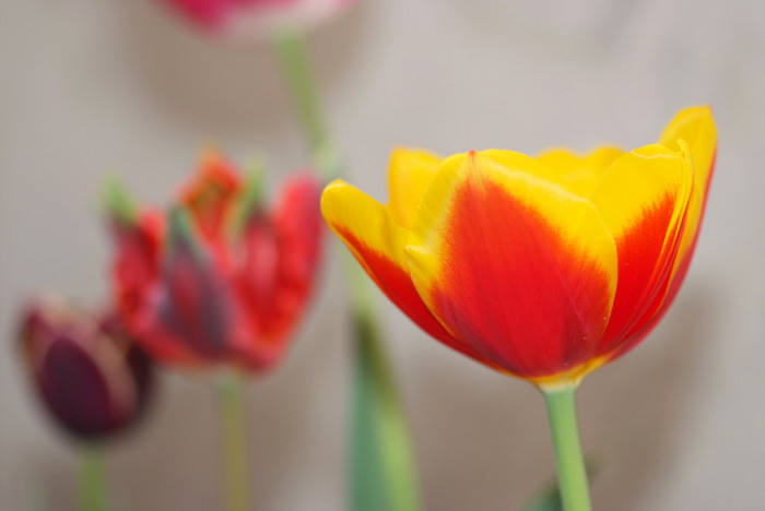 튤립 - Tulip, Tulipa gesneriana