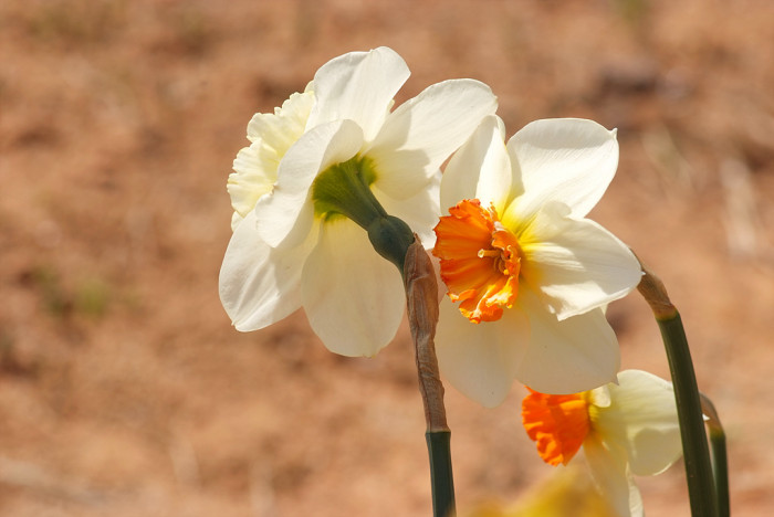수선화 - daffodil, Narcissus tazetta var. chinensis